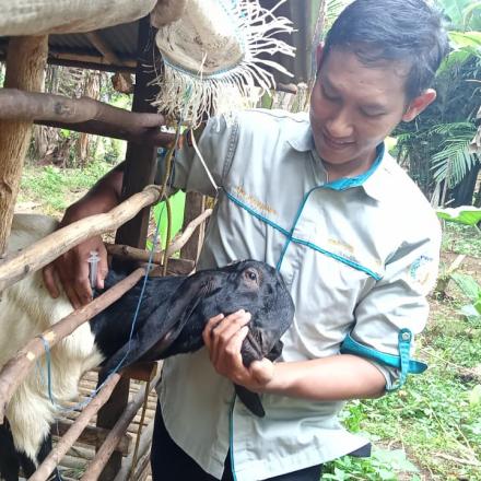 PEMBERIAN VITAMIN DAN ANTIBIOTIK UNTUK PEMELIHAAN DAN PENGGEMUKAN KAMBING OLEH PPL KABUPATEN BANJAR